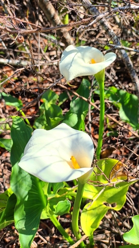Arum d'Éthiopie (Zantedeschia aethiopica) — photo 2