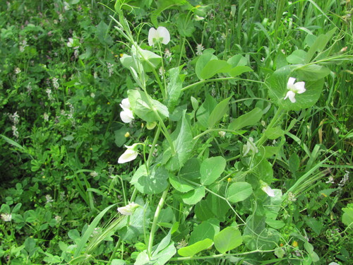 Lathyrus oleraceus — photo 3
