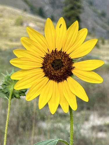 Helianthus annuus — photo 1