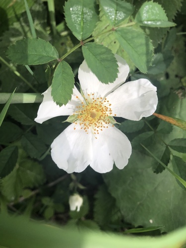 Églantier (Rosa canina) — photo 2