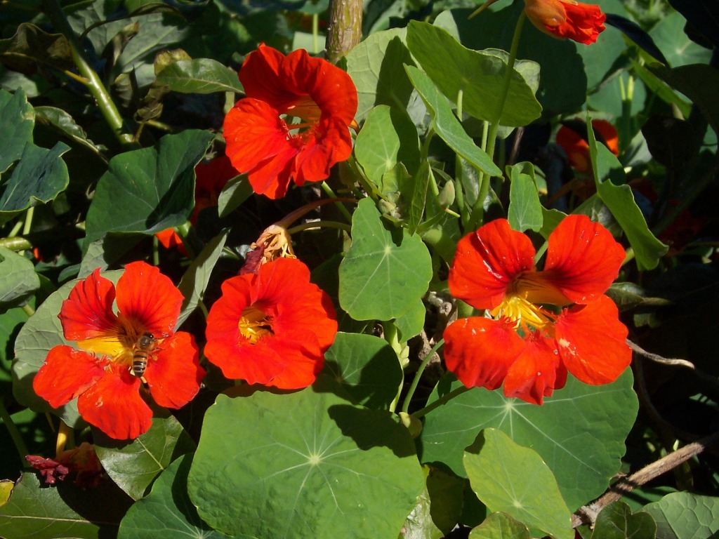 Capucine Tropaeolum majus