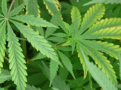 Cannabis sativa — photo 1