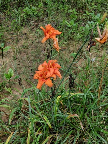 Hemerocallis fulva — photo 3
