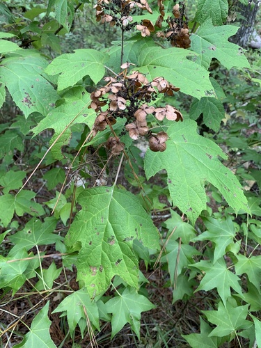 Hydrangea quercifolia — photo 2