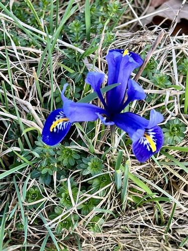 Iris réticulé (Iris reticulata) — photo 2