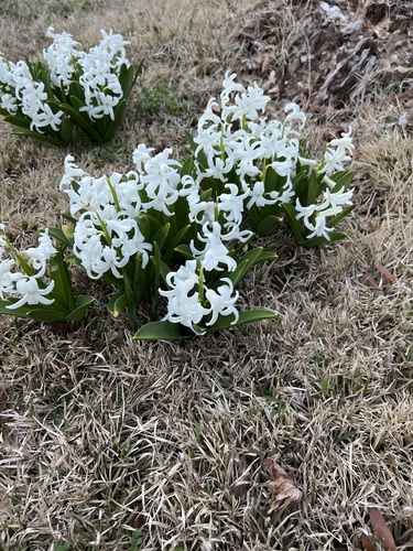 Hyacinthus orientalis — photo 2