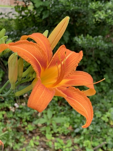 Hemerocallis fulva — photo 2