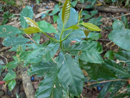 Coffee (Coffea arabica): origin and uses — photo 3