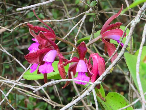 Cattleya — photo 2
