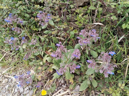 Borago officinalis — photo 3