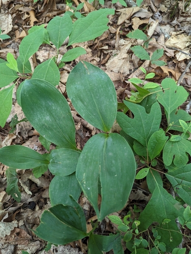 Muguet d'Amérique (Convallaria pseudomajalis) — photo 2