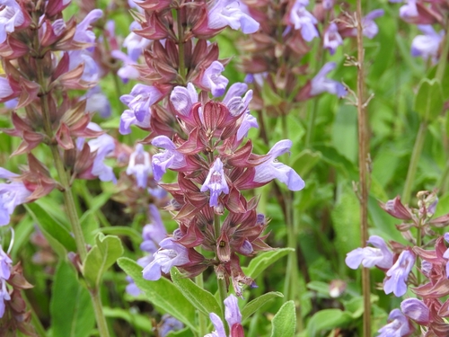 Salvia officinalis — photo 1