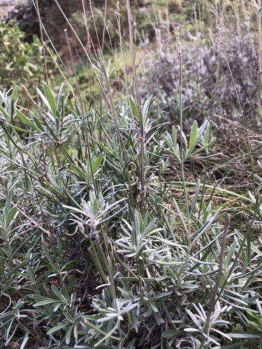 Common lavender (Lavandula angustifolia): origin and uses — photo 2