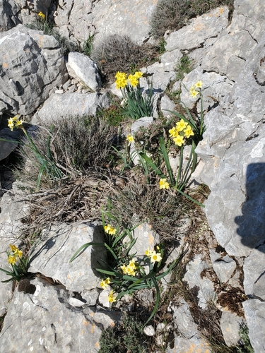 Narcissus tazetta — photo 2