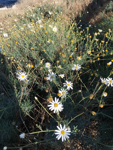 Argyranthemum frutescens — photo 3