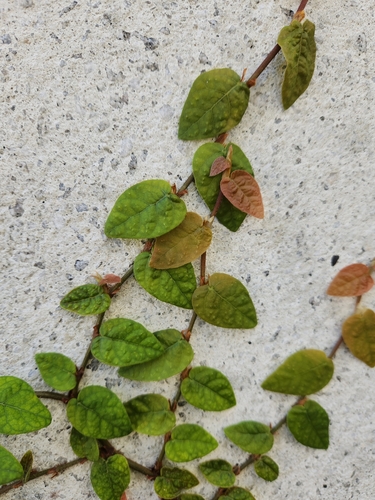 Ficus pumila — photo 3