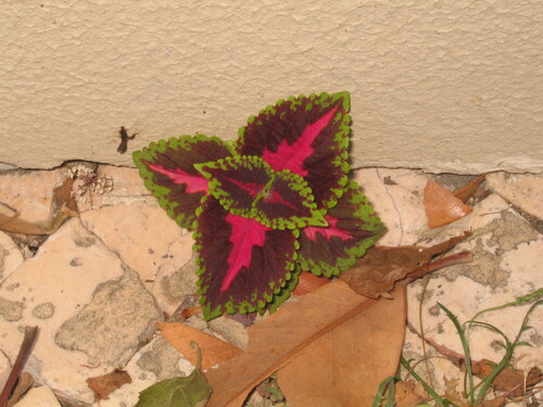 Coleus scutellarioides — photo 3