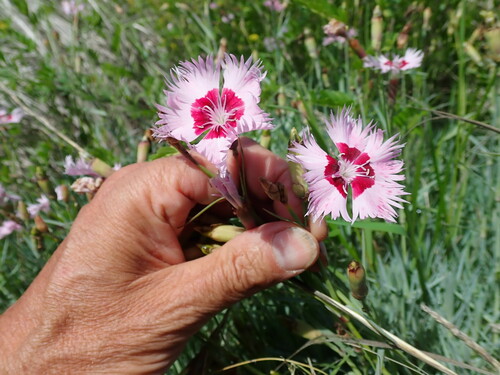 Dianthus plumarius — photo 2