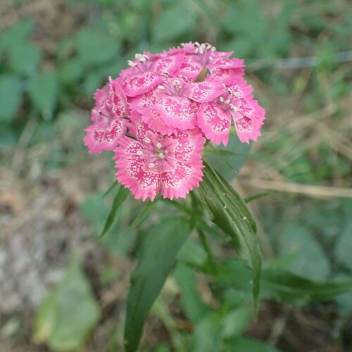 Dianthus barbatus — photo 2