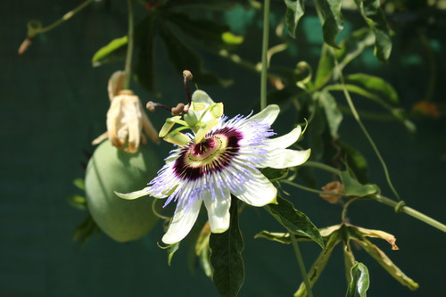 Passiflora caerulea — photo 2