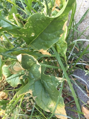Spinacia oleracea — photo 3