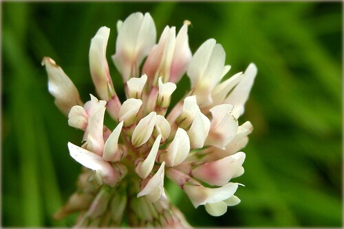 Trèfle blanc (Trifolium repens) — photo 1
