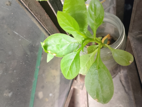 Spinacia oleracea — photo 2