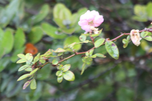 Rose de Damas (Rosa × damascena) — photo 2