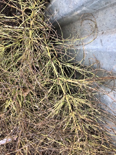 Equisetum arvense — photo 3