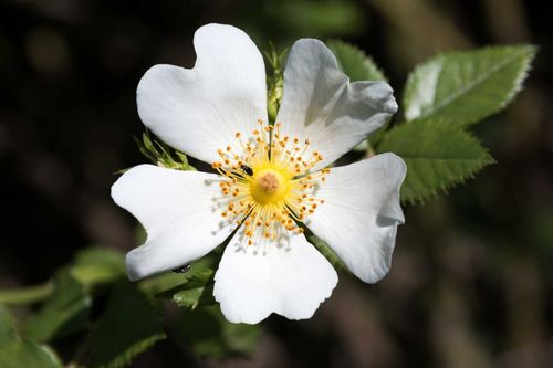 Églantier (Rosa canina) — photo 1