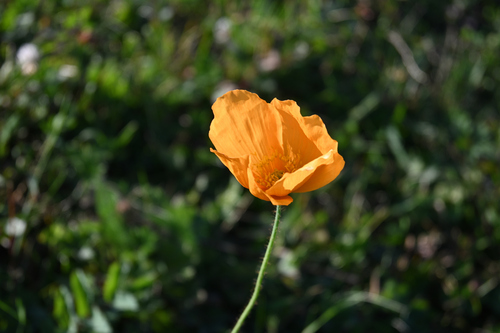 Pavot d'Islande (Oreomecon nudicaulis) — photo 1