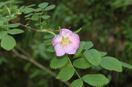 Rosier (Rosa hybrida) — photo 1