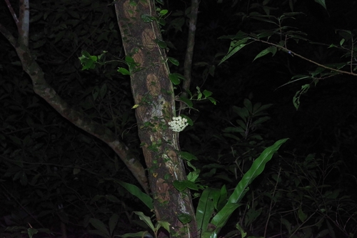 Wax plant (Hoya carnosa): origin and uses โ photo 2