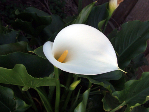 Arum d'Éthiopie (Zantedeschia aethiopica) — photo 1
