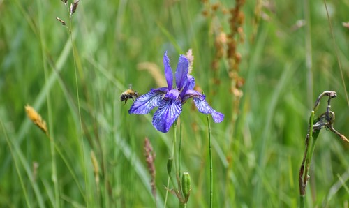 Iris de Sibérie (Iris sibirica) — photo 2