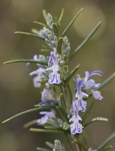 Rosemary (Salvia rosmarinus): origin and uses โ photo 1