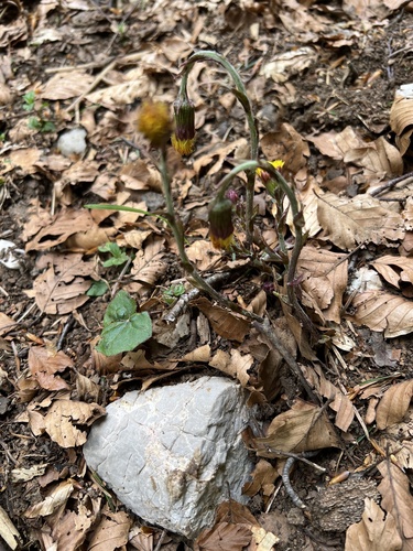 Tussilage (Tussilago farfara) — photo 5