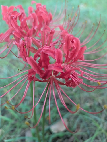 Lycoris radiata — photo 2