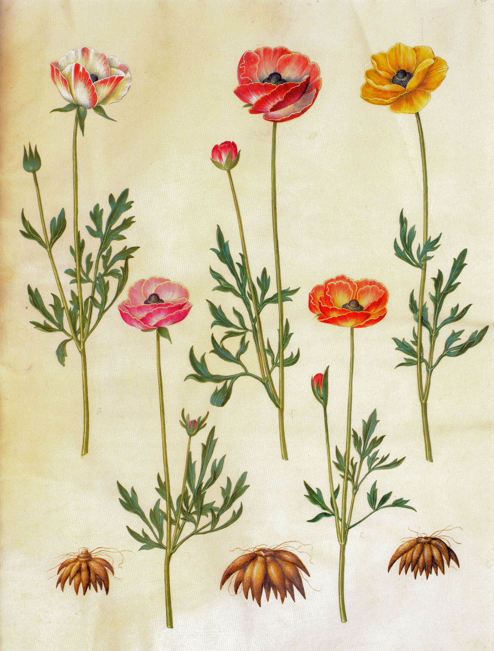 Renoncule Ranunculus asiaticus