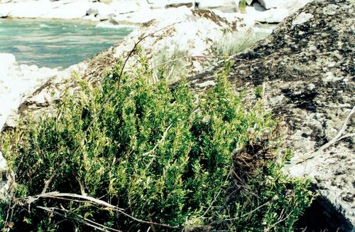 Buxus sempervirens — photo 2