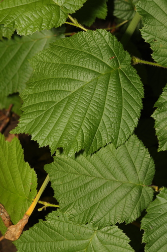 Corylus avellana — photo 5