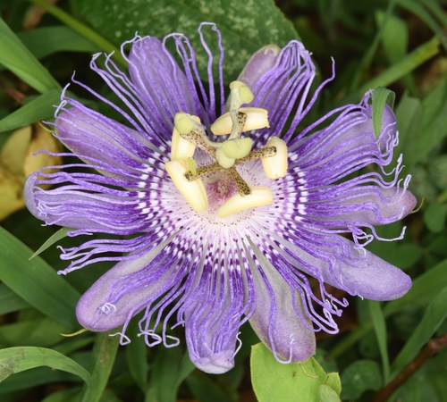 Passiflora incarnata — photo 3
