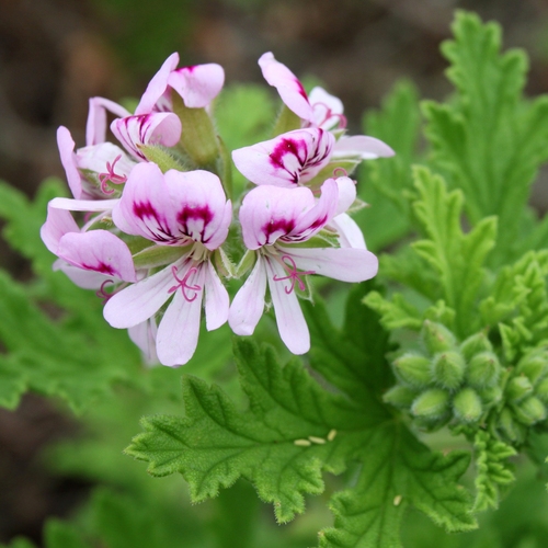 Pelargonium — photo 1