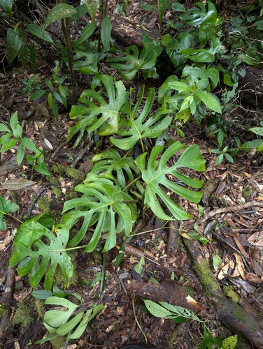 Monstera deliciosa — photo 2