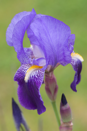 Iris des jardins (Iris × germanica) — photo 1
