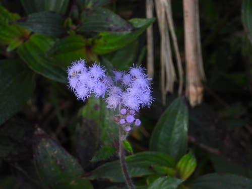 Ageratum houstonianum — photo 3