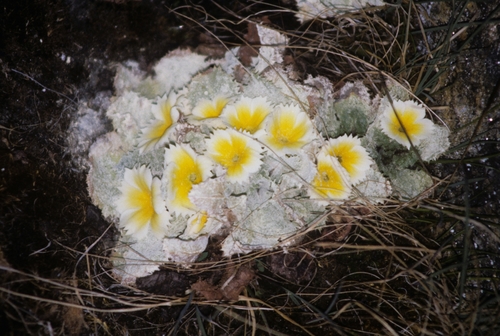 Primula — photo 3