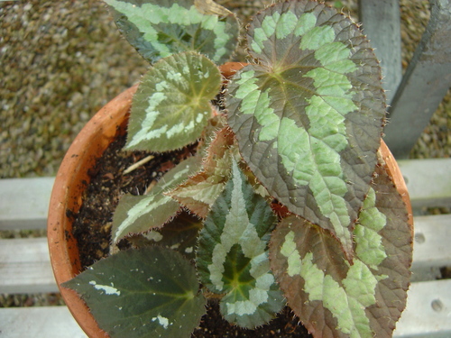 Begonia rex — photo 3