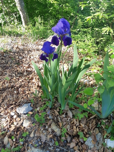 Iris florentina — photo 3