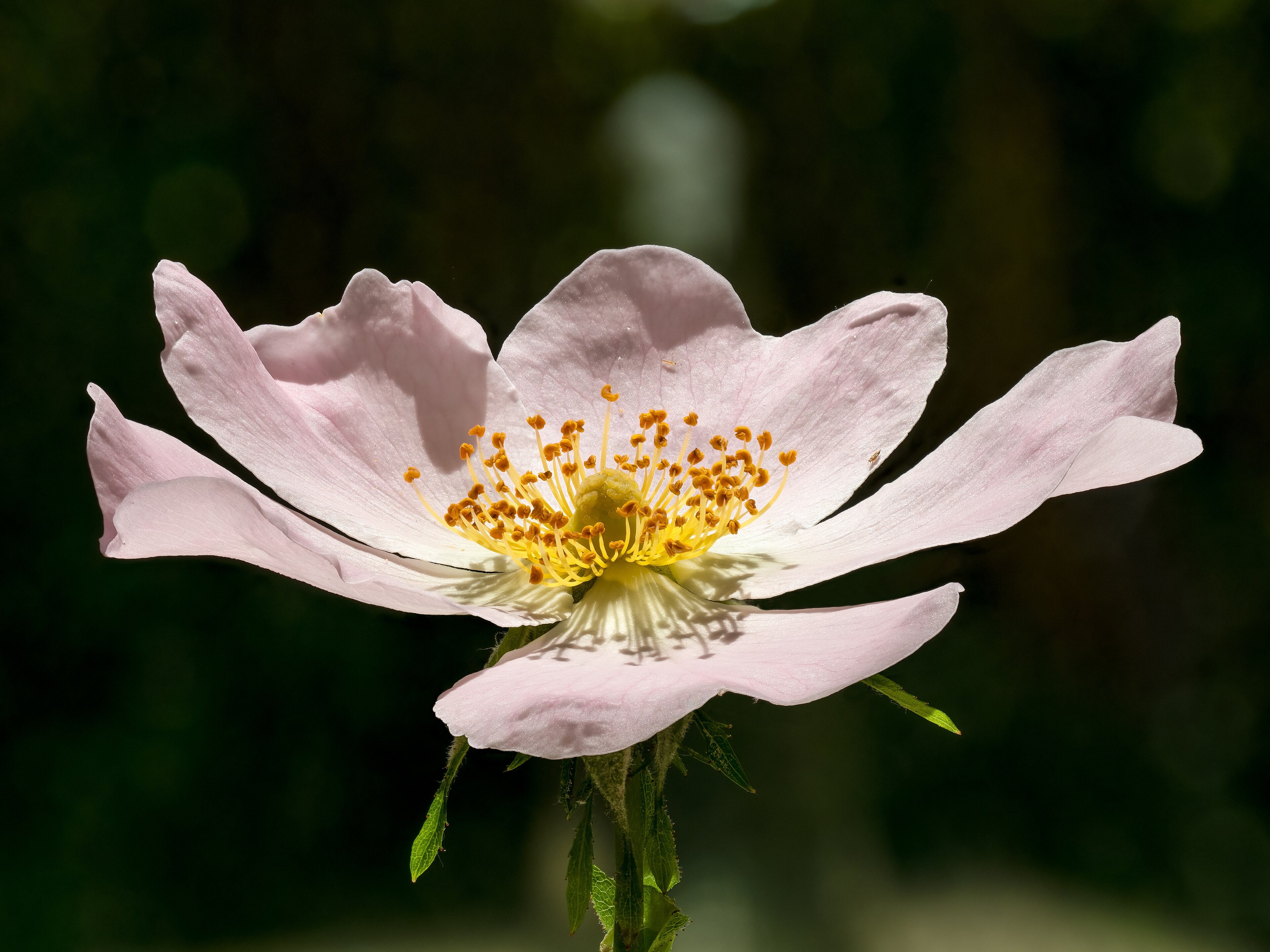 Rose rose, fleur de naissance de juin